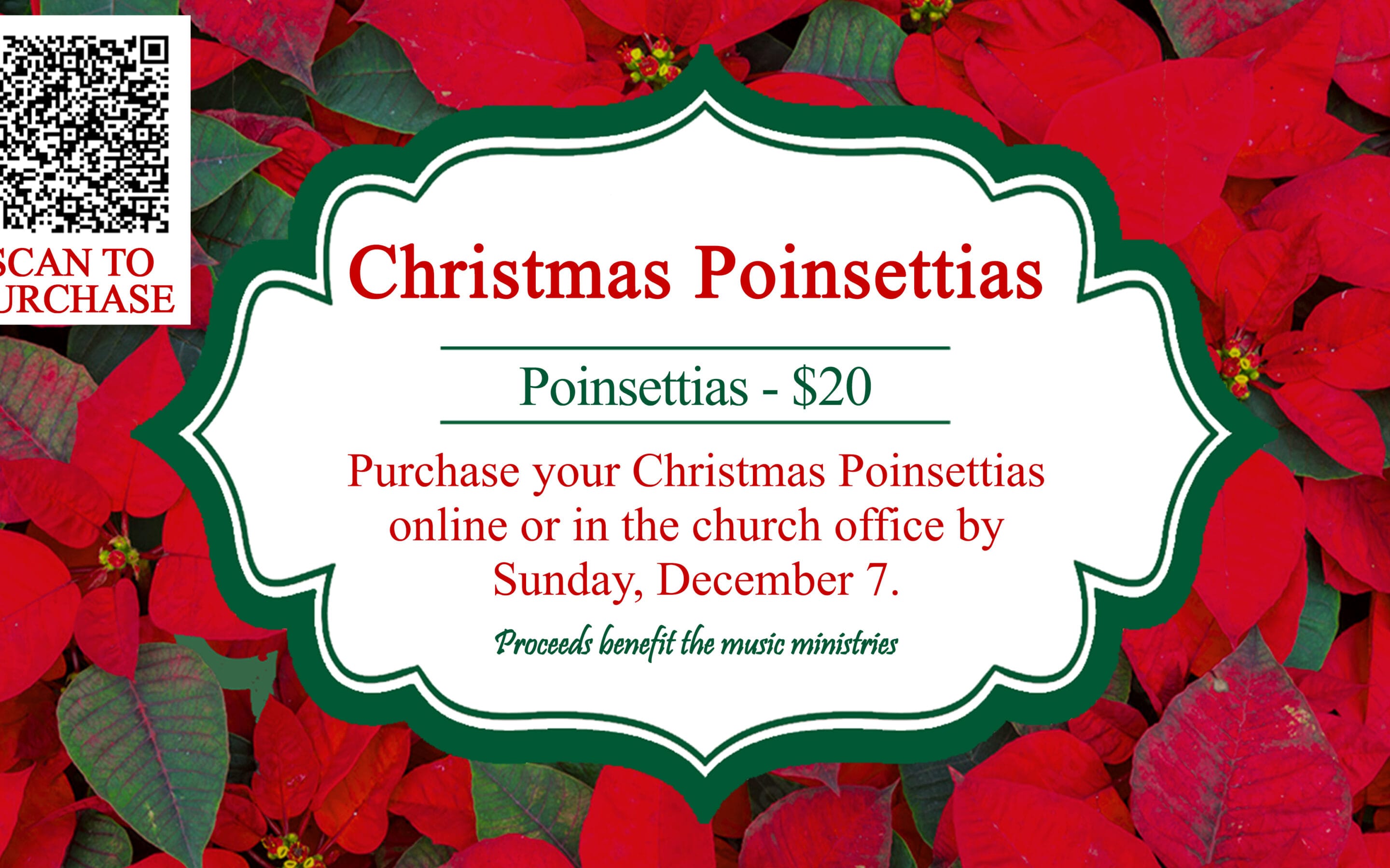 Christmas Poinsettias