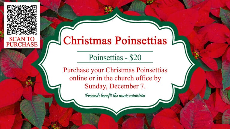 Christmas Poinsettias