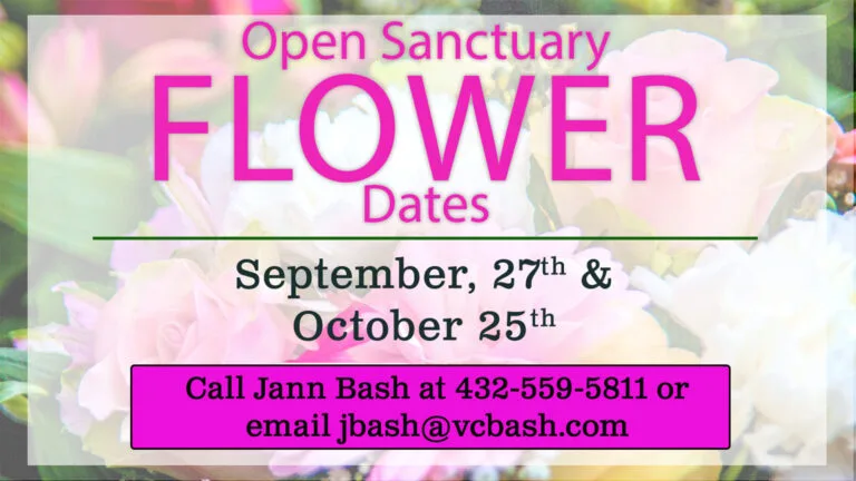 Open Sanctuary Flowers