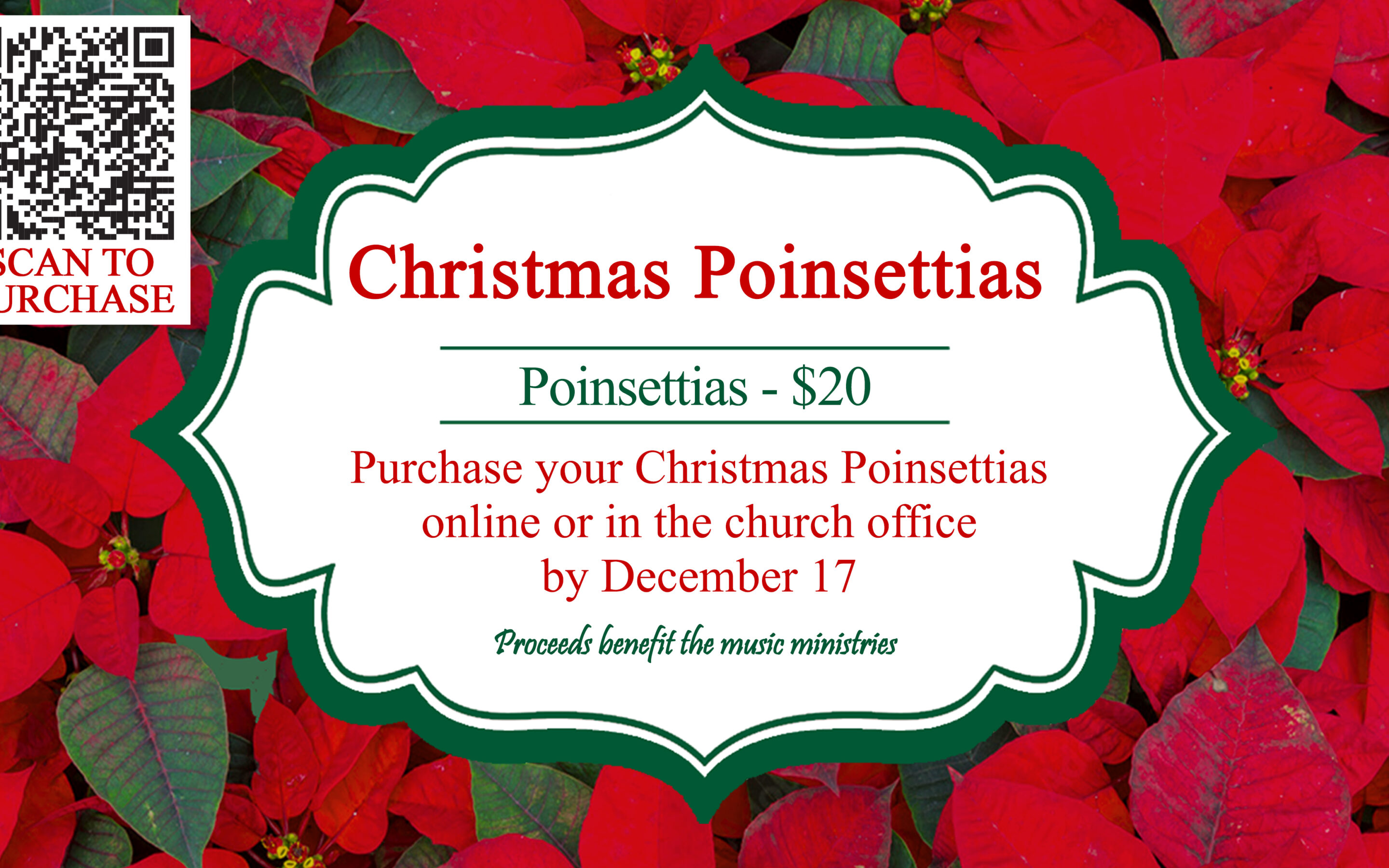 2026 Christmas Poinsettias