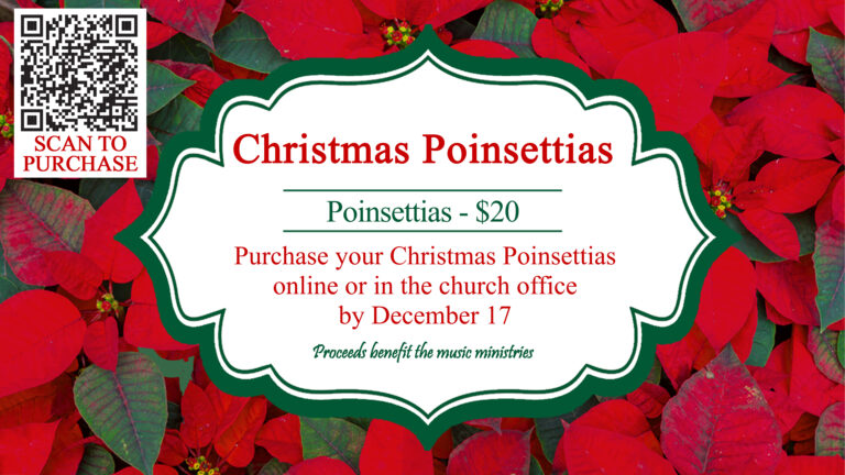 2026 Christmas Poinsettias