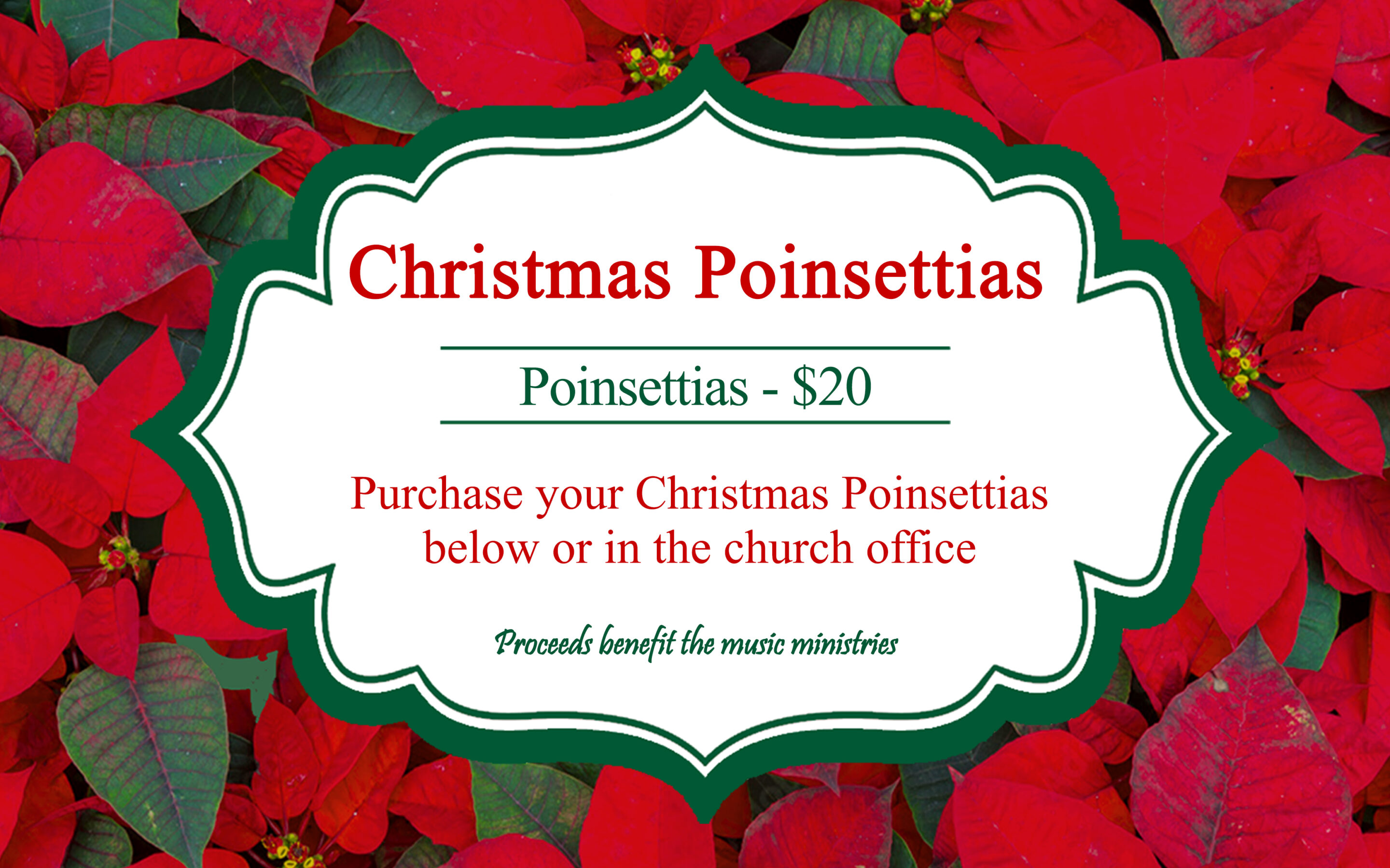 2026 Christmas Poinsettias