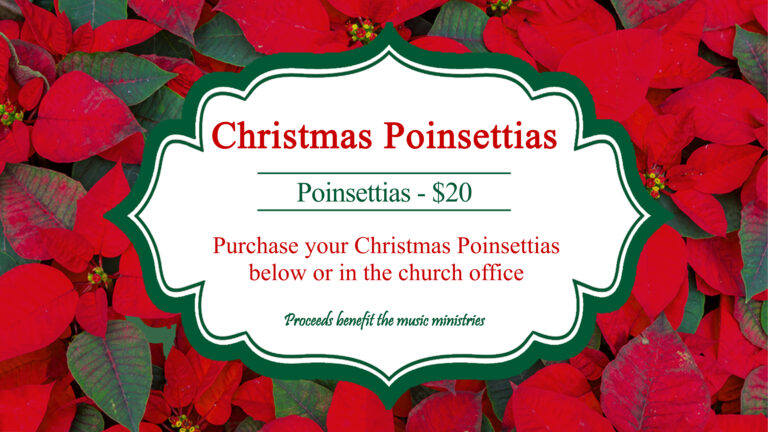 2026 Christmas Poinsettias